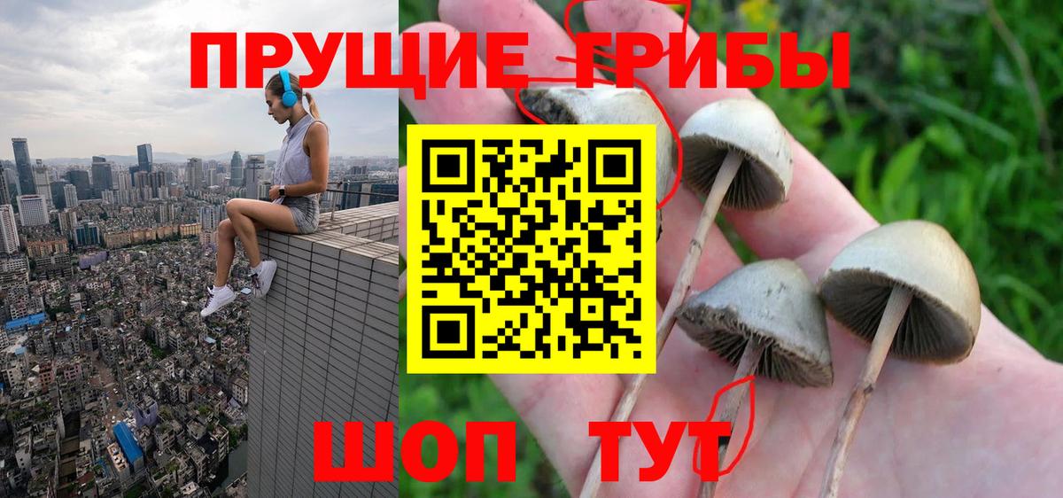 где найти   Вход с VPN  Электрогорск  Галлюциногенные грибы Psilocybe 